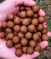 Preview: Kürbiskern Boilies (shelf life)